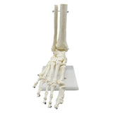 1:1 Human Skeleton Foot Anatomy Model Foot and Ankle Model Teaching