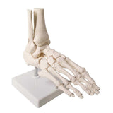 Human Foot and Ankle Model, Life Size Medical Anatomy Foot Skeleton Model W/Tibia Fibula, Right