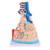Handmade Lung Alveolar Anatomical Model PVC Anatomy Teaching Tool Display