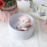 13cm Realisitc Pig Doll Full Silicone Body Miniature Reborns Piglet Cute Animals Cake Toppers Birthday Gifts For Boys And Girls
