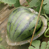 Watermelon Growing Mold Home Nursery Pot Heart Square Garden Supplies Transparent Reusable For Fruit Plastic Forming Shaping
