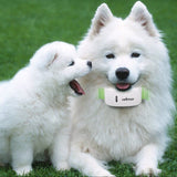 Waterproof Pet GPS Tracker Electric Shocker Against Dogs Agility Equipment Bark Control GPS Dog Collar