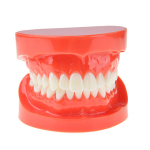 Dental Prosthesis Teeth Model Jaw Standard Typodont Demonstration Denture Teaching Model Dental Simulator Technician Tools