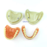 Dental Teaching Model Complete Denture Dental Teeth Standard Teeth Model
