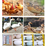 24 Eggs Incubator Full Automatic Brooder Bird Quail Hatchery Machine Digital Poultry Hatcher Machine Farm Incubation 110 V 220V