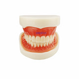 Dental Teaching Model Complete Denture Dental Teeth Standard Teeth Model