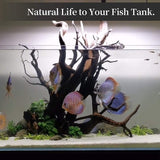 Natural Aquarium Driftwood Decor Irregular Branches Reptile Habitat Ornament 7" - 9" Long for Fish Tank Above 15 Gallons F21 22