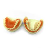 Dental Teaching Model Complete Denture Dental Teeth Standard Teeth Model