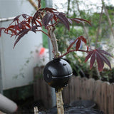 15x Plant Rooting Device Propagators Plant Propagator Assisted Rooting Box & 1 Roll 0.5mm 500G Stainless Steel Wire