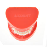 Dental Prosthesis Teeth Model Jaw Standard Typodont Demonstration Denture Teaching Model Dental Simulator Technician Tools