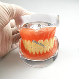 Dental Teaching Model Complete Denture Dental Teeth Standard Teeth Model