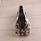 T-Rex Skull Dinosaur Resin Craft Gifts Home Decor Replica Fish Tank Statue Tyrannosaur Skull Skeleton Aquarium Decoration