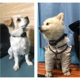 Puppy Anti bark dog collar Rechargeable Electric shock Beep For small dogs no barking Control training collar dog accessories