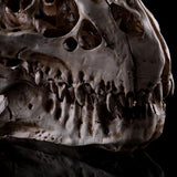 T-Rex Skull Dinosaur Resin Craft Gifts Home Decor Replica Fish Tank Statue Tyrannosaur Skull Skeleton Aquarium Decoration