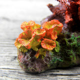 Quarium Decoration Environments Cave Living Reef Fish Tank Resin Coral Aquarium