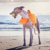 New Dog Life Jacket Safety Clothes Life Vest Swimming Clothes for small big dog Husky french bulldog Swimwear dog accessories